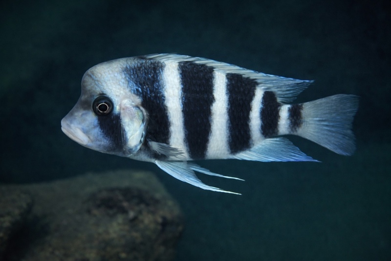 Cyphotilapia gibberosa 'Kansombo'
